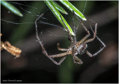 KS31708a-Small unidentified Spider.jpg