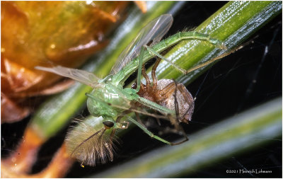 KS31757-Tiny Spider with prey.jpg