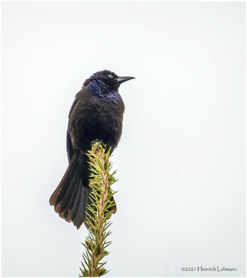 DSC5374-Common Grackle-bronced.jpg