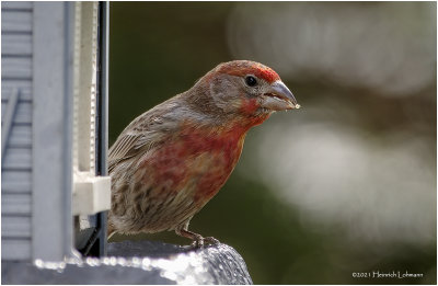 K334183-House Finch-male.jpg