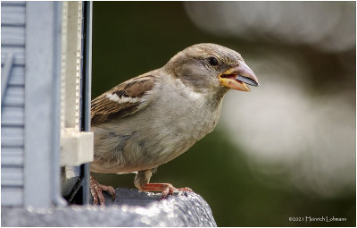 K334193-House Sparrow-female-juvenile.jpg