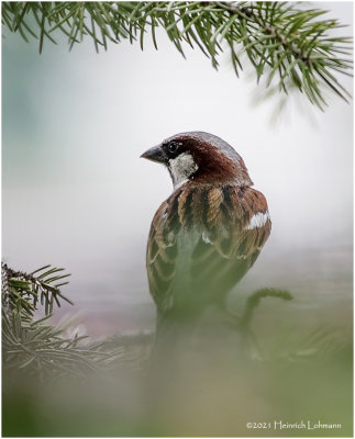 K334197-House Sparrow-male.jpg