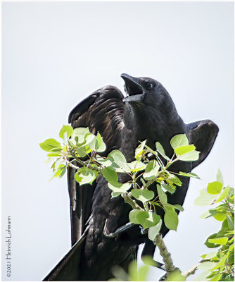 K334243-American Crow.jpg