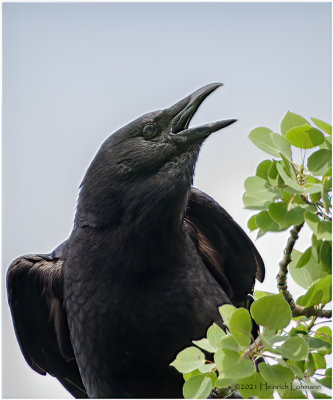 K334264-American Crow.jpg