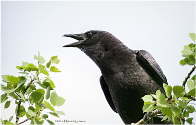 K334268-American Crow.jpg