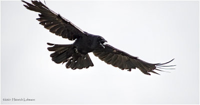 K334292-American Crow.jpg