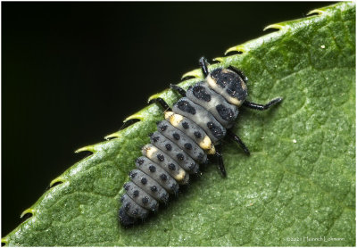 KS31891-Lady Bug Larvae.jpg