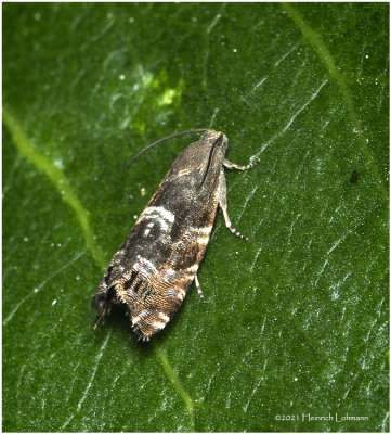 KS31928-Unidentified tiny moth.jpg