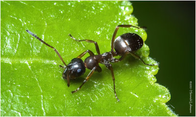 KS32043-Small Ant.jpg