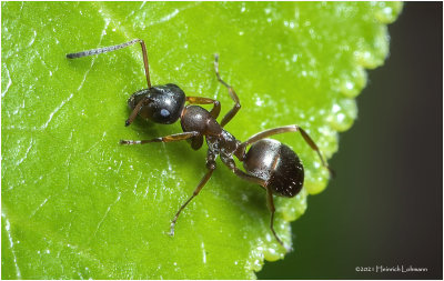 KS32044-Small Ant.jpg