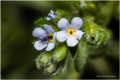 KS32086-A very tiny Wild Flower.jpg