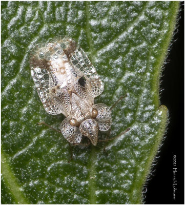 KS32109-Unidentified tiny Bug-about 3mm in totol lenght.jpg