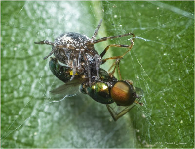 KS32170-Tiny Spider on prey.jpg