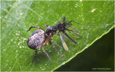 K7000085-Tiny Spider with prey.jpg