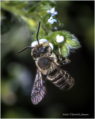K7000138-Western Leavecutting Bee.jpg