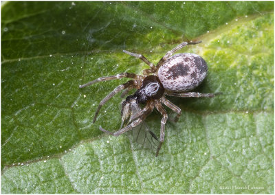 K7000156-Unidentified tiny Spider with prey.jpg