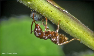 K7000184-Tiny Ant.jpg