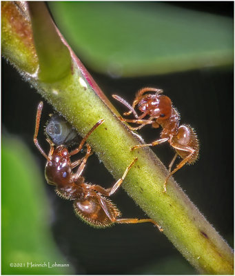 K7000185-Tiny Ants.jpg