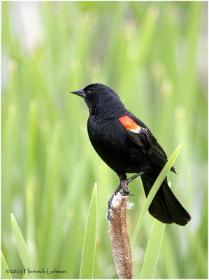 K334328-Red-winged Blackbird-male.jpg