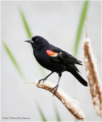 K334350-Red-winged Blackbird-male.jpg