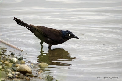 K334363-Common Grackle-bronced.jpg