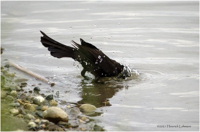 K334367-Common Grackl;e-bronced.jpg