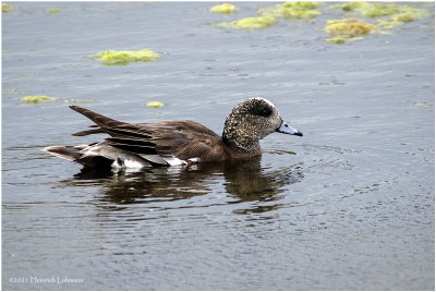 K334469-American Widgeon.jpg
