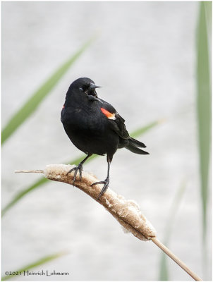 K334546-Red-winged Blackbird-male.jpg