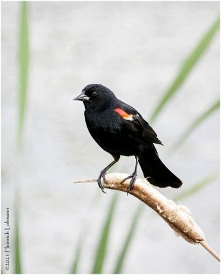 K334566-Red-winged Blackbird-male.jpg