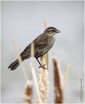 K334665-Red-winged Blackbird-female.jpg