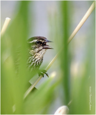 K334666-Red-winged Blackbird-female.jpg