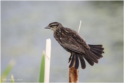 K334674-Red-winged Blackbird-female.jpg