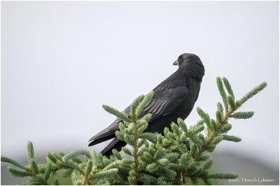 K334697-American Crow.jpg
