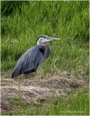 K3304803-Great Blue Heron.jpg