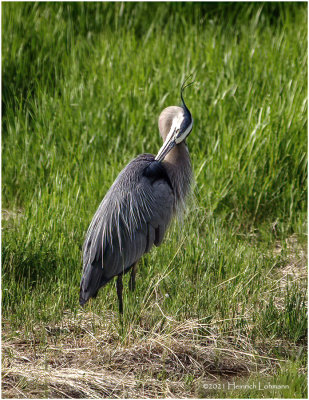 K3304850-Great Blue Heron.jpg