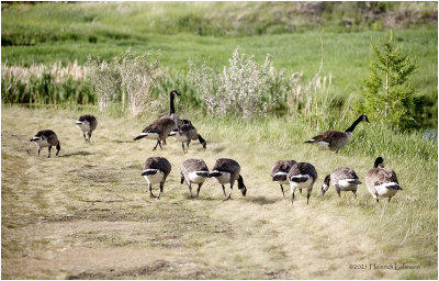K4223437-Canada Geese.jpg