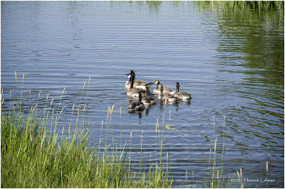 K4223450-Canada Geese.jpg