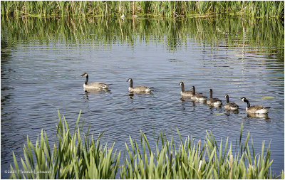 K4223467-Canada Geese.jpg