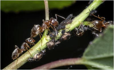 K7000300-Ants tending their Ahpid  farm.jpg
