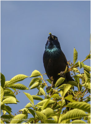 DSC5395-Common Grackle.jpg