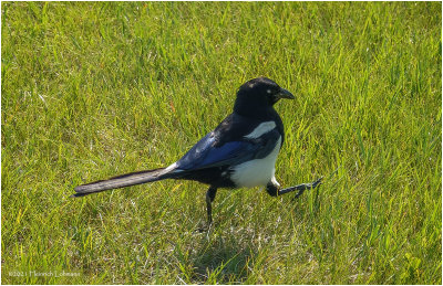 DSC5596-Black-billed Magpie.jpg