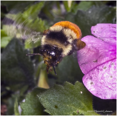 K7000704-Bumble Bee.jpg