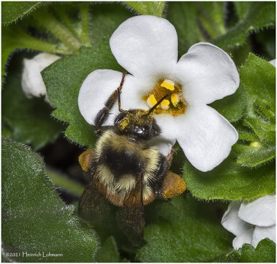 K7000706-Bumble Bee.jpg