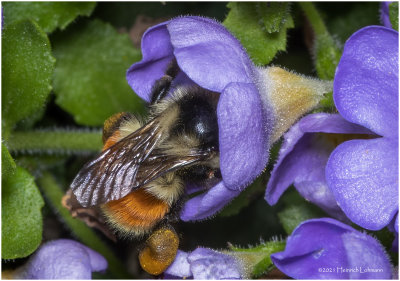 K7000708-Bumble Bee.jpg
