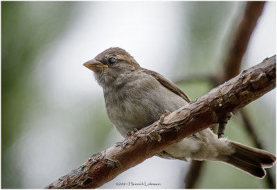 K4223483-House Sparrow-juvenile female.jpg