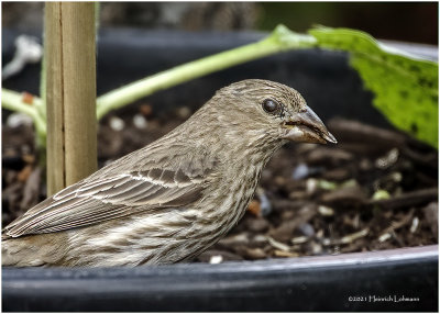 K4223500-House Finch-female.jpg