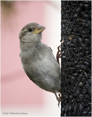 K4223513-House Sparrow-juvenile female.jpg