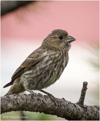 K4223532-House Finch-female.jpg