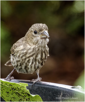 K4223552-House Finch-juvenile female.jpg