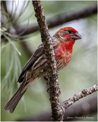 K4223562-House Finch-male.jpg